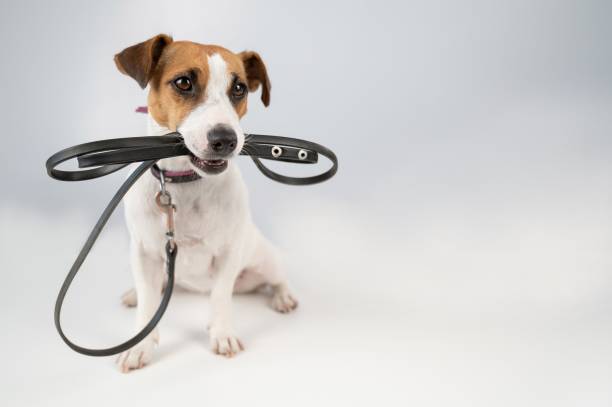istock Jack russell terrier dog holding a leash on a white background. 2167849315