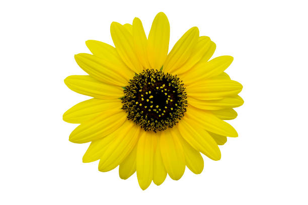istock Yellow chrysanthemum isolated on white background 2167851001