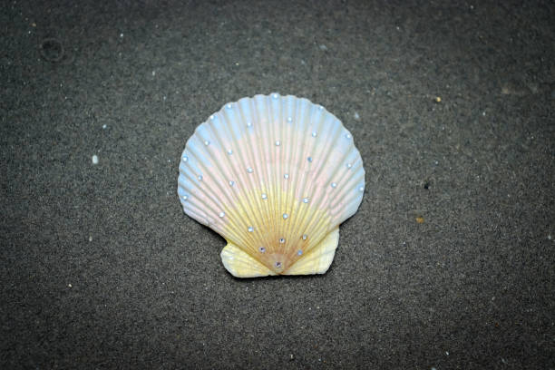 istock Shell on the beach. Seaside vacation. Vacation. Tourism and recreation. 2167851973
