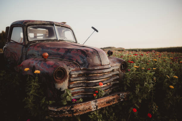 Antique rusty pick up truck parked in a field of flowers
