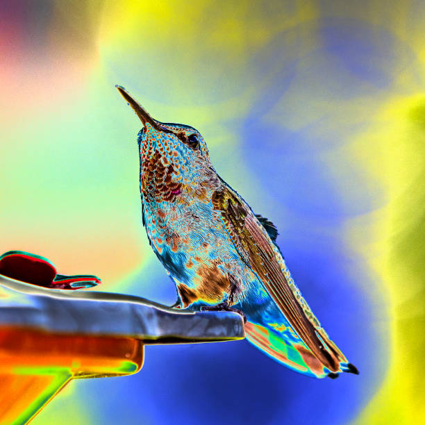 Feather detail of a young male ruby-throated hummingbird at a Connecticut feeder in late summer