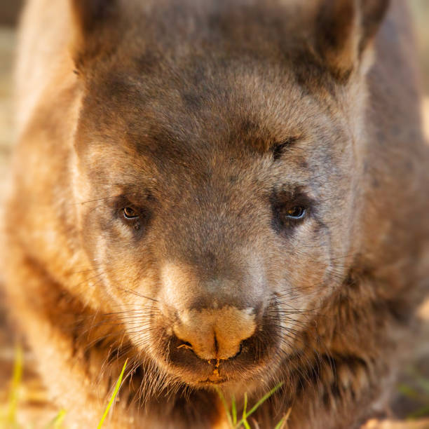 The southern hairy-nosed wombat is one of three extant species of wombats. It is found in scattered areas of semiarid scrub and mallee from the eastern Nullarbor Plain to the New South Wales border area.