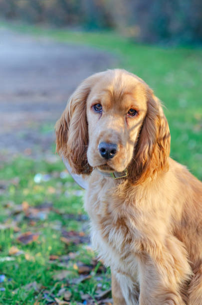 istock A dog is laying on the grass in a park 2167856110