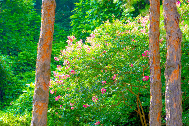 Lagerstroemia indica, commonly known as crape myrtle, is an upright, wide-spreading, multi-stemmed, deciduous shrub or small tree in the loosestrife family. It typically grows to 15-25’ tall. It is native from the Himalayas through southern China, southeast Asia and Japan, but has naturalized in the U.S. from Virginia to Arkansas south to Texas and Florida. An additional common name is Lilac of the South in reference to its popularity in southern gardens. Key ornamental features include long bloom period, exfoliating bark and superb fall color. Terminal, crepe-papery inflorescences (to 6-18” long) of showy flowers with crimped petals bloom in summer (sometimes to frost) on upright branches. \n［From “Missouri Botanical Garden”］