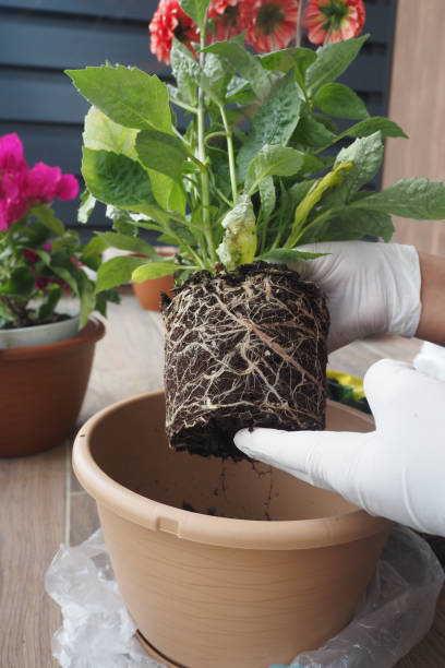 istock Transplanting Flowering Plants Essential Root Care and Potting Techniques Explained 2167856555