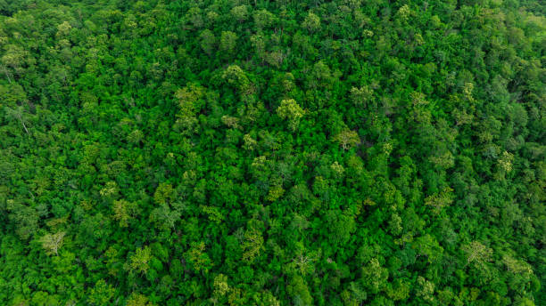 istock Aerial view of mixed forest, deciduous trees, greenery and waterfalls flowing through the forest. The rich natural ecosystem of rainforest concept is all about conservation and natural reforestation. 2167857166