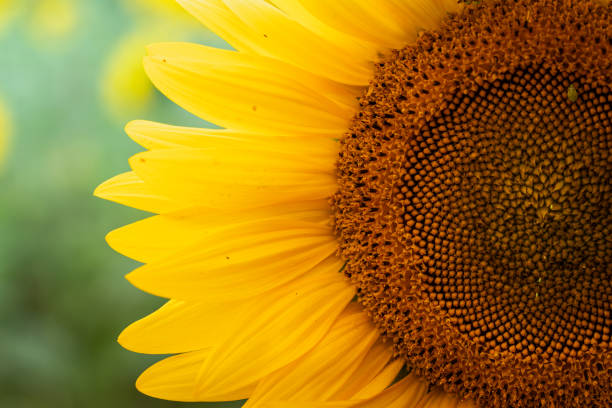 istock Yellow sunflower in a summer field 2167857989