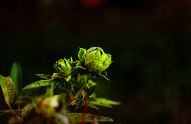 Photo of carnation buds in horticulture greenhouse. No people are seen in frame. Shot with a full frame mirrorless camera.