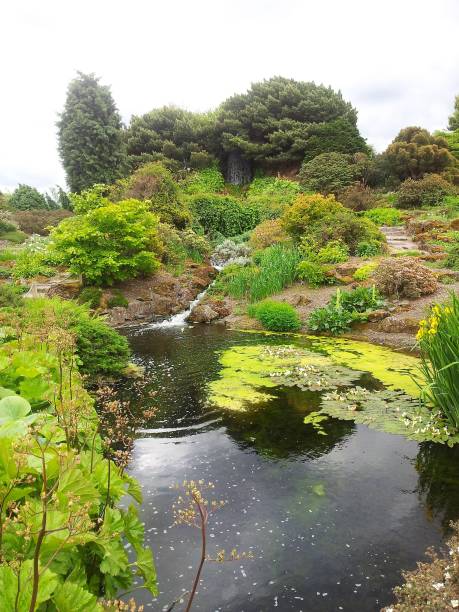 Water lilies at Royal Botanical Garden, Edinburgh, Scotland.