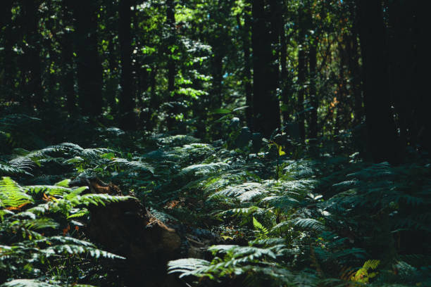 Forest themed. Nature background wallpaper.