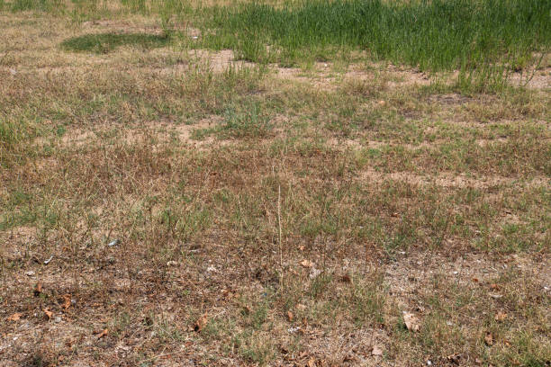 istock Grasses that have started to dry up in the summer 2167863064