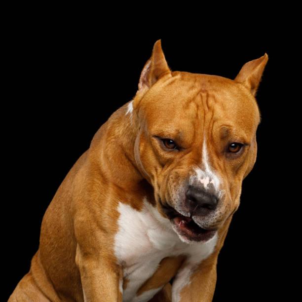 American Staffordshire Terrier on Black Background