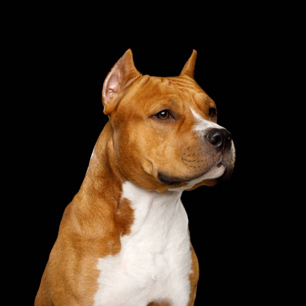Portrait of Brown American Staffordshire Terrier Dog Isolated on Black Background, profile view