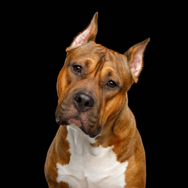 istock American Staffordshire Terrier on Black Background 2167863260