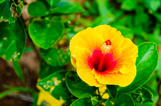 Hibiscus flower and buds on a plant