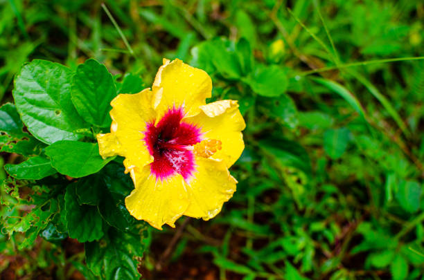 Hibiscus rosa-sinensis, known colloquially as Chinese hibiscus, China rose with blur background