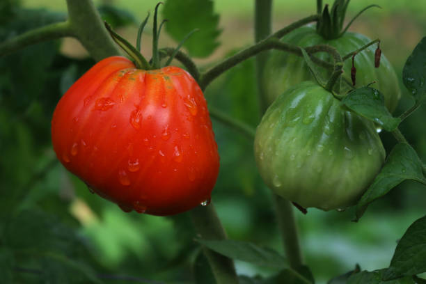 istock Beefsteak red tomato with water drops in the vegetable garden 2167863728