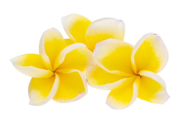 istock plumeria flowers isolated 2167864011