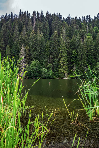 istock Landscapes -  Forest - Europe, Romania 2167866235