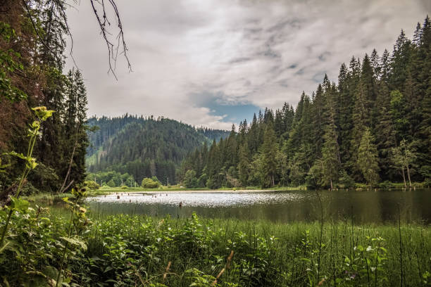 istock Landscapes -  Forest - Europe, Romania 2167866248