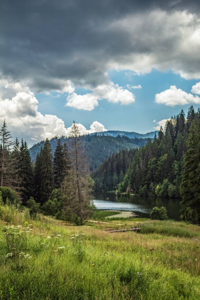 istock Landscapes -  Forest - Europe, Romania 2167866314
