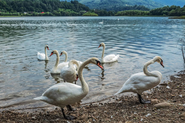 istock Landscapes -  Forest - Europe, Romania 2167866384