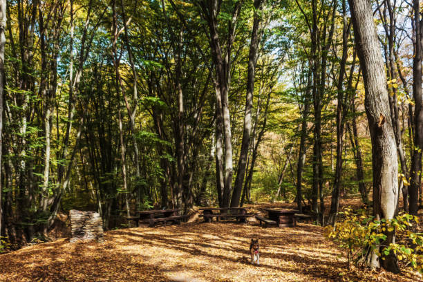 istock Landscapes -  Forest - Europe, Romania 2167866479