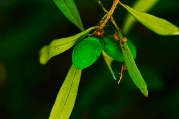 A close-up view of green olives and lush leaves on an olive tree branch, capturing the essence of Mediterranean agriculture.