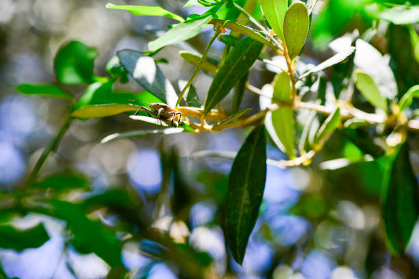 Ancient olive trees route in Orgiva. Orgiva is a town in the Alpujarras area in the province of Granada in Andalusia, Spain.