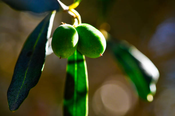 A close-up view of green olives and lush leaves on an olive tree branch, capturing the essence of Mediterranean agriculture.