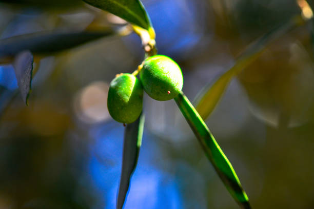 Close-up on green olive branch at sunny day in June. Selective focus with copy space.