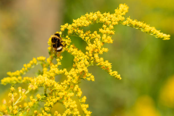 istock A yellow flower with a black and yellow bee on it 2167868793