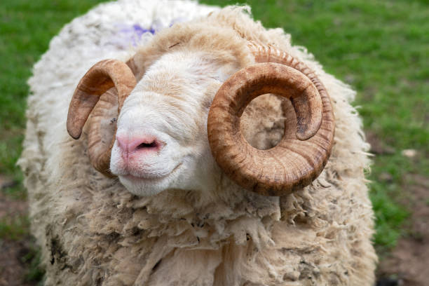 istock Whiteface woodland sheep 2167869387