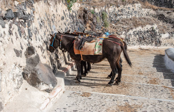 Saddled donkeys lined up on Karavolades steps donkey path in Fira, Santorini, Greece.