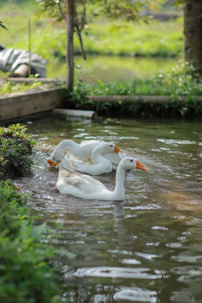 istock beautiful white swans 2167871551