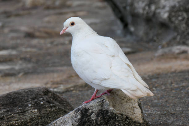 istock Albino Pigeon 2167872230