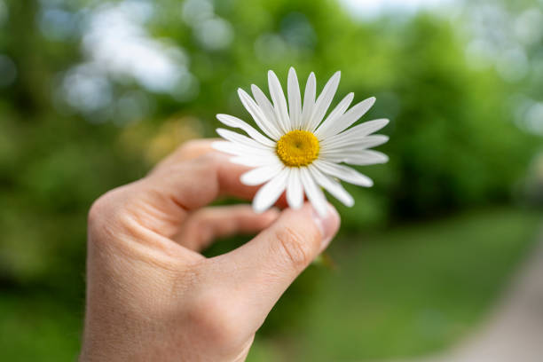 istock Hand holds a Daisy flower, Austria. 2167872856