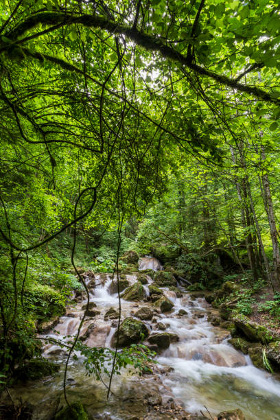 istock Rinnerbergerbach river flows through untouched forest in Kalkalpen National Park, Austria. 2167873238