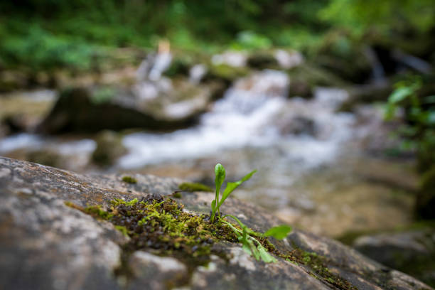 Kalkalpen National Park, established in 1997, protects Austria's largest contiguous forest wilderness, covering an area of approximately 20,850 hectares. The park is home to diverse ecosystems, including ancient beech forests recognized as a UNESCO World Heritage Site, and supports a wide range of wildlife, including rare species like the lynx.