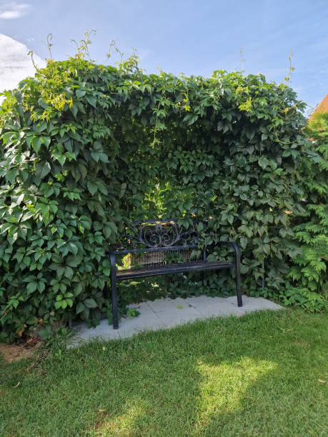 istock Cozy seating area under wild wine 2167873520