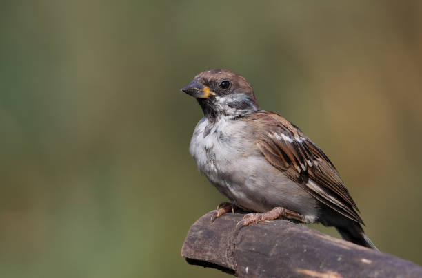 istock Eurasian tree sparrow, Passer montanus. A bird sits on a tree branch 2167873723