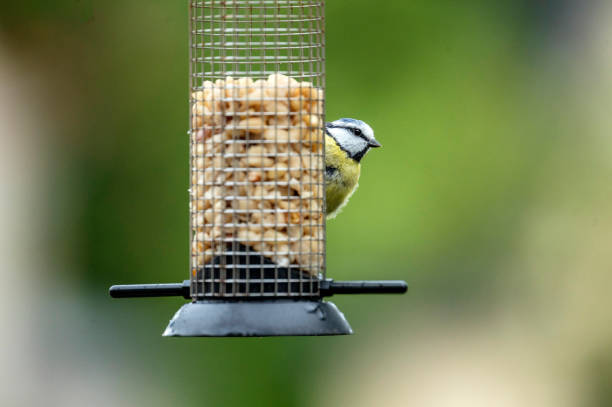 Tits sit at a bird feeder and eat nuts.