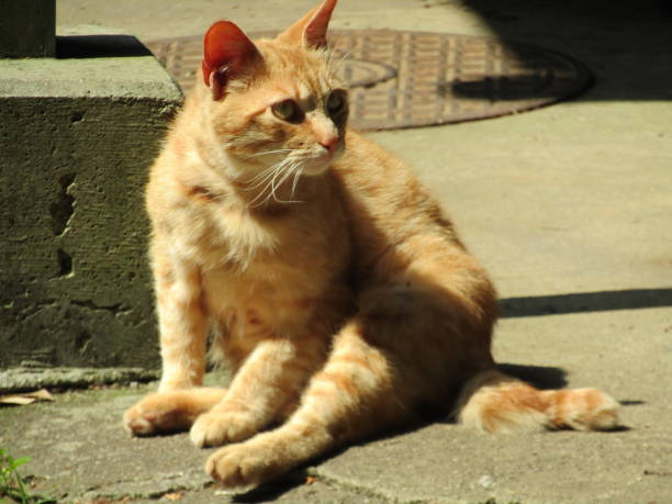 istock A cute kitten I saw while traveling 2167876432