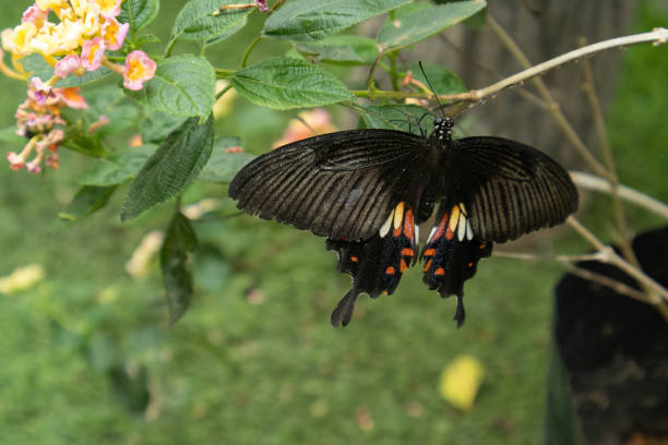 istock Colorful butterfly pictured in a garden. 2167877123