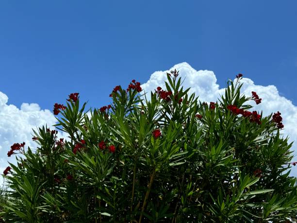 Oleander Nerium shrub with red flowers against blue sky and cloud