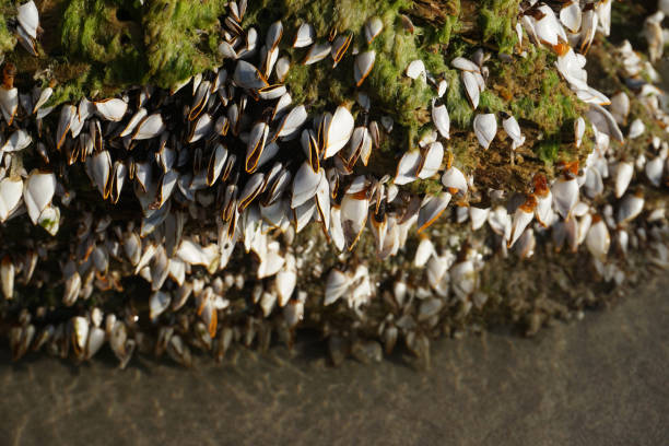 Razor Sharp Barnacles 210+ Sharp Barnacles Stock Photos, Pictures & Royalty-Free Images - iStock
