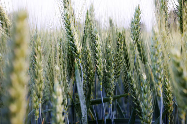 istock Green wheat ears in field 2167879917