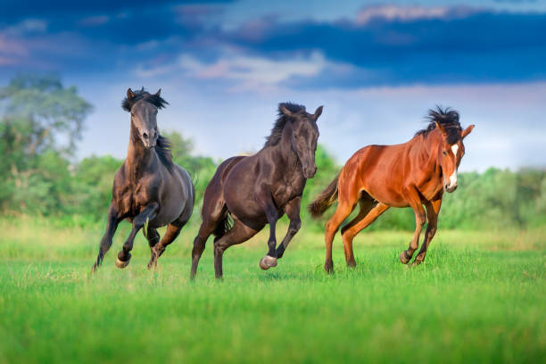 istock Horses run in pasture 2167882661