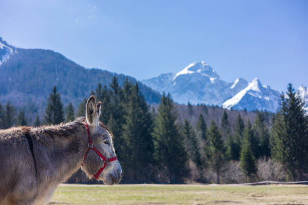 Donkeys in the fields near Fusine, Tarvisio, Italy