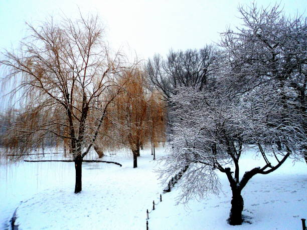 Golden Tree, Silver Tree.